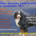 Darłowo: Jesienna Krajowa Wystawa Psów Rasowych – październik 2013 