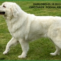 W nadmorskim Darłowie odbyła się Krajowa Wystawa Psów Rasowych