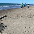 Chronią brzegi, pogłębiają porty i poszerzają plaże